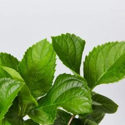 Shrubs Hydrangea Mixed - 85mm