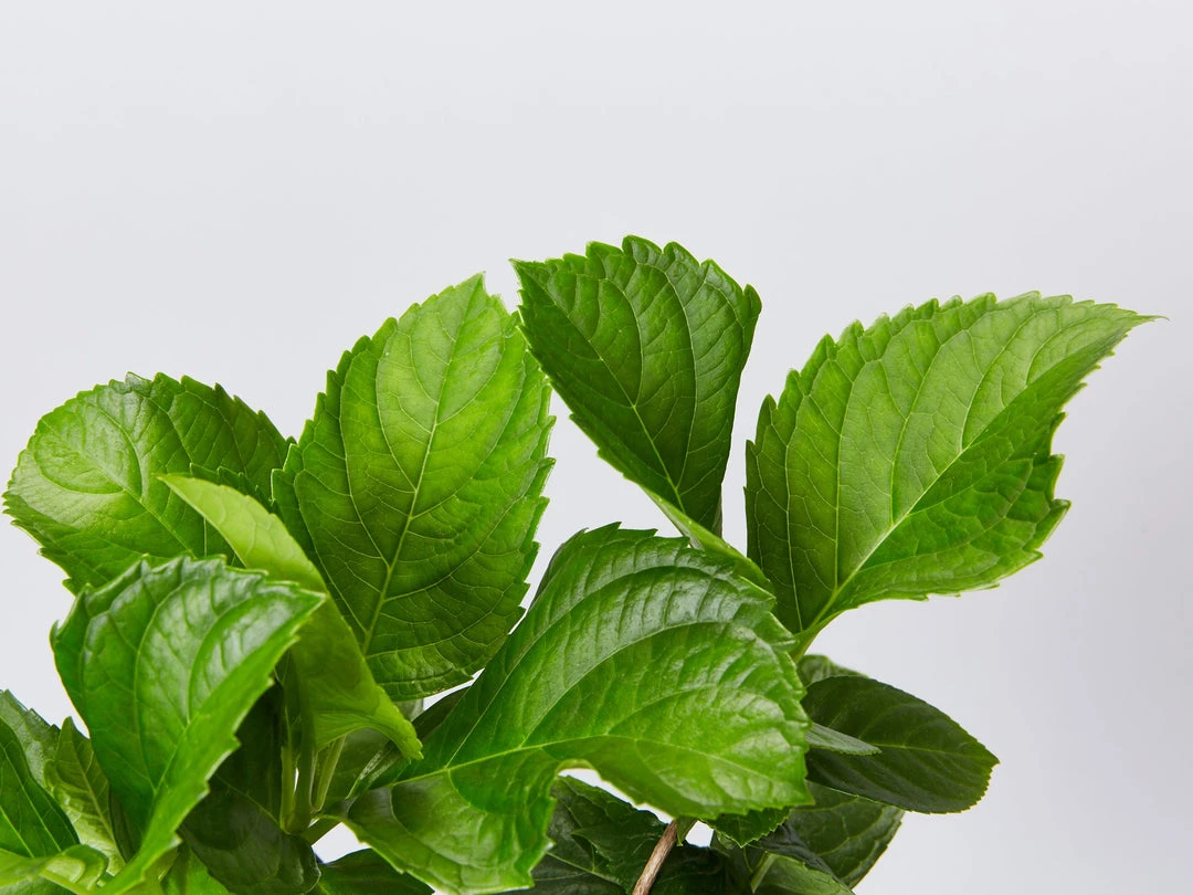 Shrubs Hydrangea Mixed - 85mm 4 Shrubs Hydrangea Mixed - 85mm