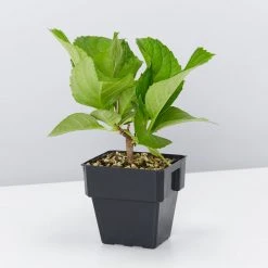 Shrubs Hydrangea Mixed - 85mm 8 Shrubs Hydrangea Mixed - 85mm