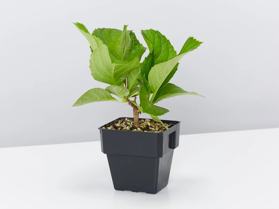 Shrubs Hydrangea Mixed - 85mm 5 Shrubs Hydrangea Mixed - 85mm