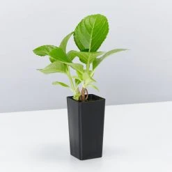 Shrubs Hydrangea Mixed