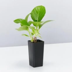 Shrubs Hydrangea Macrophylla