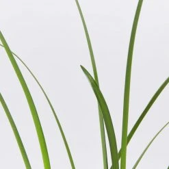 Shrubs Hymenocallis Littoralis