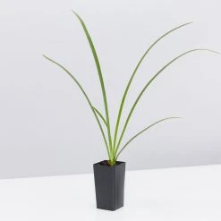 Shrubs Hymenocallis Littoralis