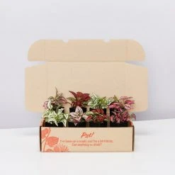 Indoor Garden Hypoestes Phyllostachya Splash Select Mix Shrubs 12 Indoor Garden Hypoestes Phyllostachya Splash Select Mix Shrubs