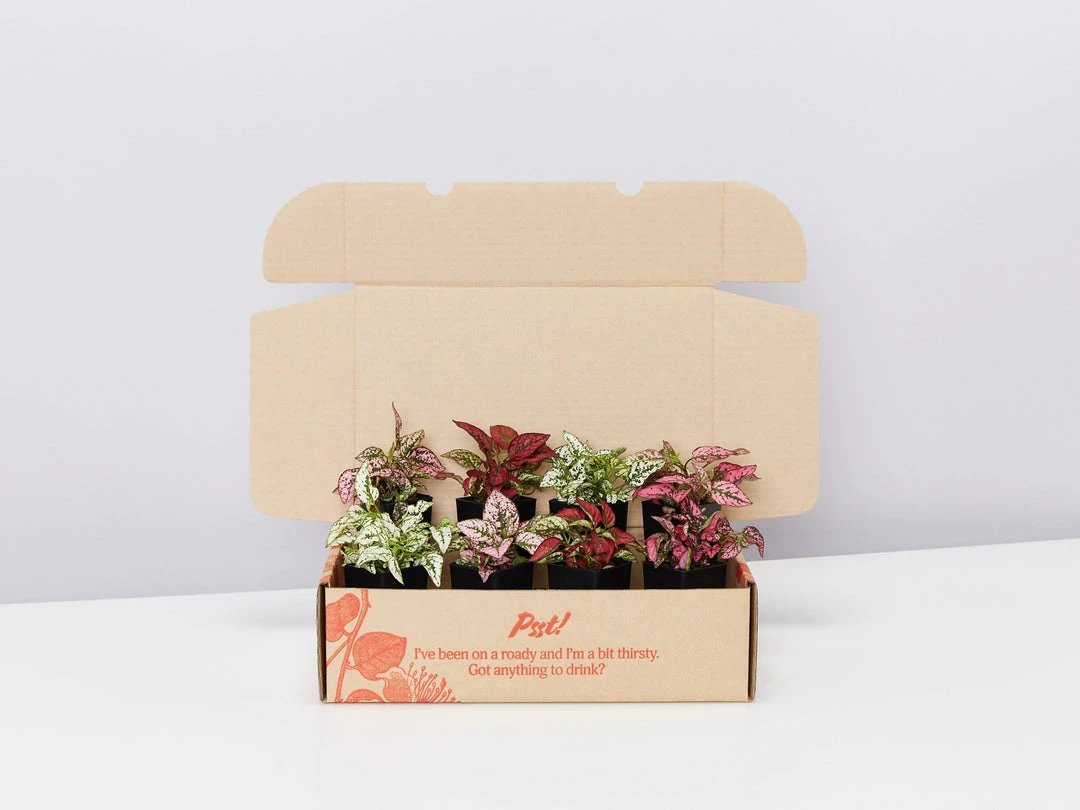 Indoor Garden Hypoestes Phyllostachya Splash Select Mix Shrubs 6 Indoor Garden Hypoestes Phyllostachya Splash Select Mix Shrubs