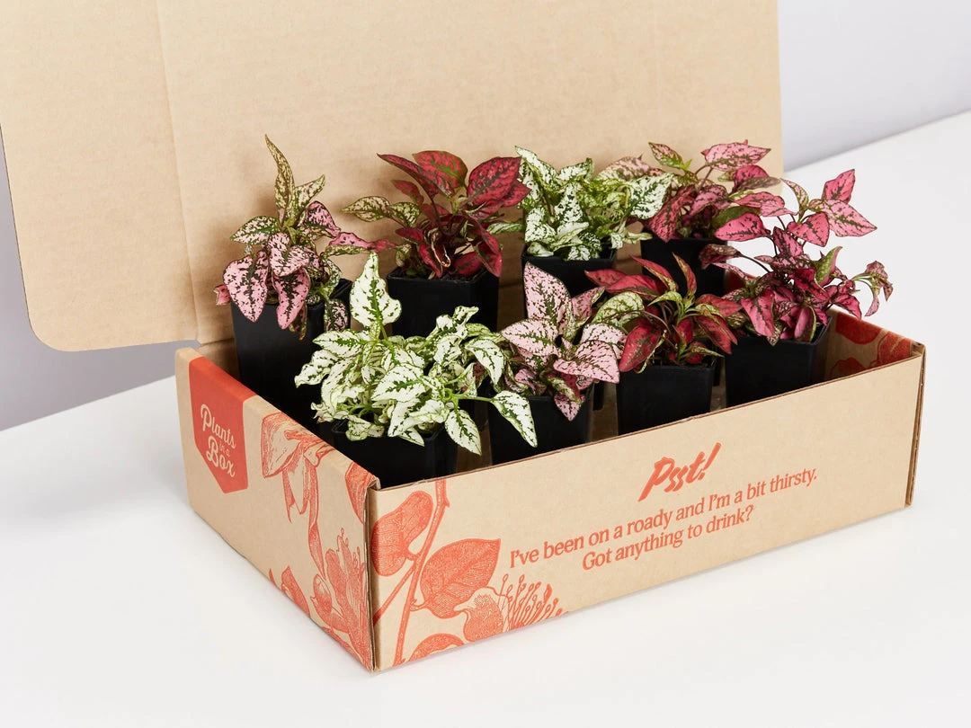 Indoor Garden Hypoestes Phyllostachya Splash Select Mix Shrubs 3 Indoor Garden Hypoestes Phyllostachya Splash Select Mix Shrubs