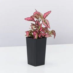 Shrubs Hypoestes Confetti Compact Rose