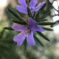Hedge Westringia Wynyabbie Gem Hedging Plants