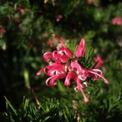Shrubs Grevillea Pink Pearl 8 Shrubs Grevillea Pink Pearl