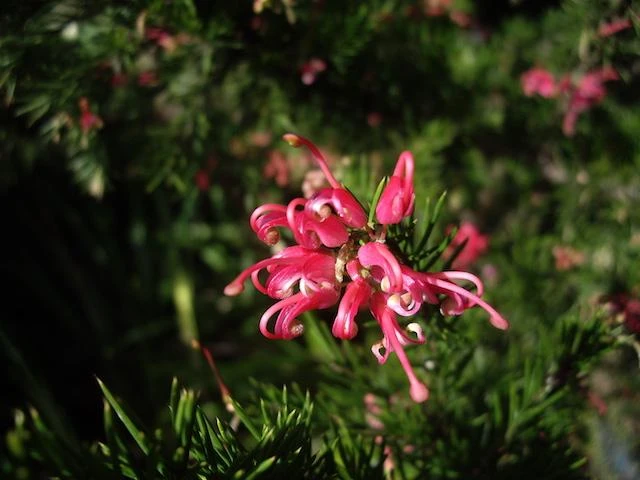 Shrubs Grevillea Pink Pearl 4 Shrubs Grevillea Pink Pearl