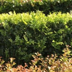 Hedge Murraya Hip-High Shrubs