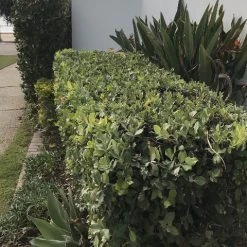 Shrubs Metrosideros Spring Fire