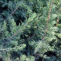 Shrubs Ground Covers Juniperus Conferta 10 Shrubs Ground Covers Juniperus Conferta