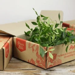 Shrubs Full Sun Pandorea Jasminoides Alba 9 Shrubs Full Sun Pandorea Jasminoides Alba