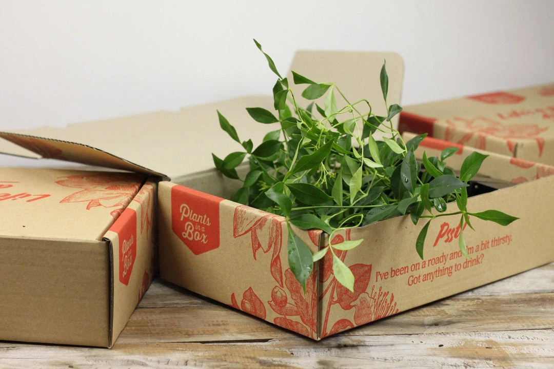 Shrubs Full Sun Pandorea Jasminoides Alba 5 Shrubs Full Sun Pandorea Jasminoides Alba