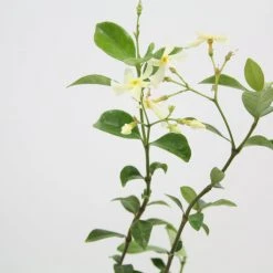 Shrubs Hedging Plants Trachelospermum Yellow Star