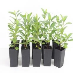 Shrubs Azalea Gretel