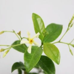 Shrubs Ground Covers Mixed Jasmine Pack