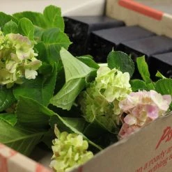 Shrubs Hydrangea Mixed