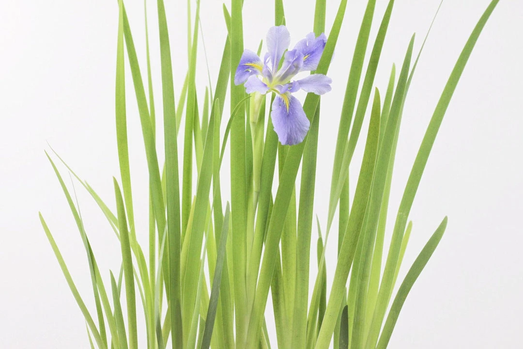 Shrubs Dutch Iris Full Sun 5 Shrubs Dutch Iris Full Sun