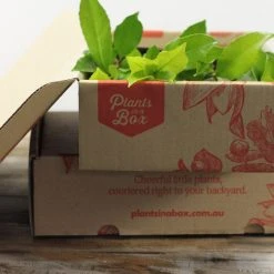 Hedge Viburnum Odoratissimum Emerald Jewel