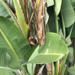 Shrubs Strelitzia Nicolai Giant 'White Bird Of Paradise'
