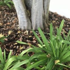Shrubs Agapanthus Orientalis White Border Plants