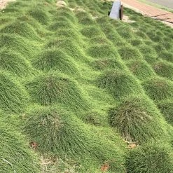 Shrubs Casuarina Glauca Prostrate 'Cousin It' 10 Shrubs Casuarina Glauca Prostrate 'Cousin It'