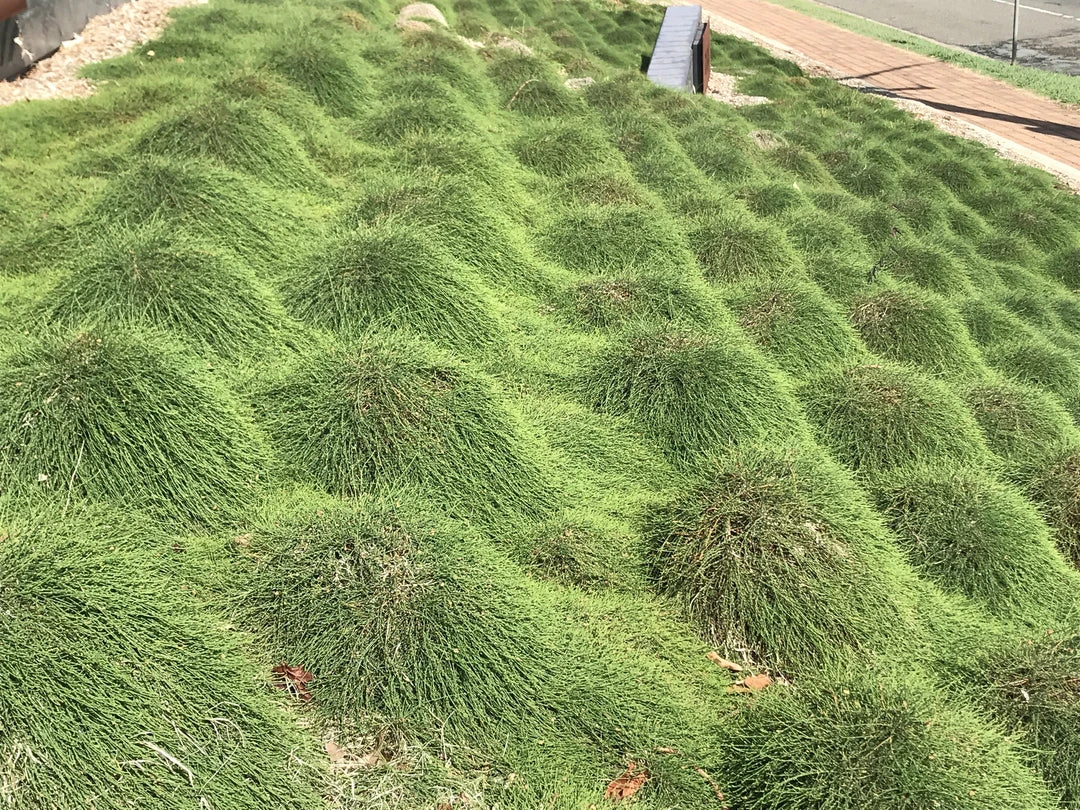 Shrubs Casuarina Glauca Prostrate 'Cousin It' 5 Shrubs Casuarina Glauca Prostrate 'Cousin It'