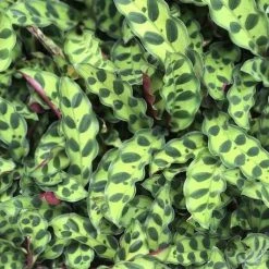 Indoor Garden Green Wall Pack - Indoors 19 Indoor Garden Green Wall Pack - Indoors