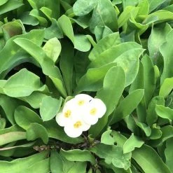 Succulents Euphorbia Milli Butter 9 Succulents Euphorbia Milli Butter