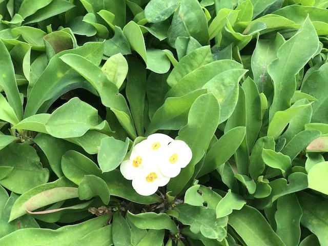 Succulents Euphorbia Milli Butter 5 Succulents Euphorbia Milli Butter