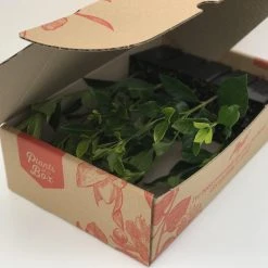 Hedge Gardenia Augusta Magnifica