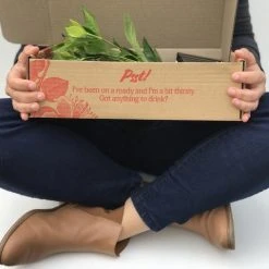 Hedge Gardenia Augusta Magnifica