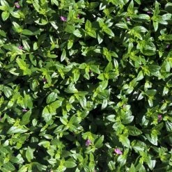 Shrubs Cuphea Mexicana Compacta Purple