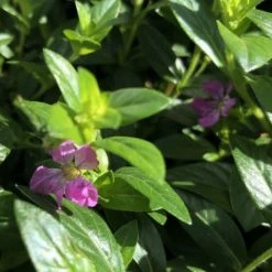 Shrubs Cuphea Mexicana Compacta Purple