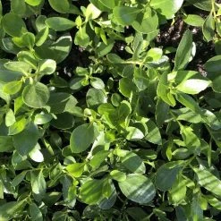 Shrubs Border Plants Myoporum Ellipticum