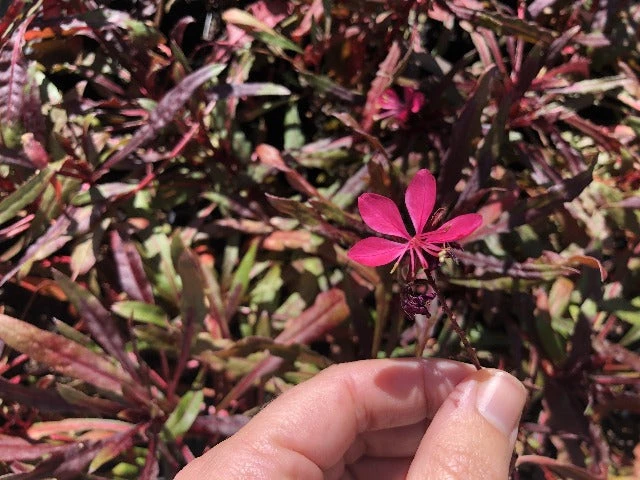 Shrubs Gaura Lindheimeri Dark Pink 4 Shrubs Gaura Lindheimeri Dark Pink