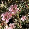 Shrubs Leptospermum Pink Cascade
