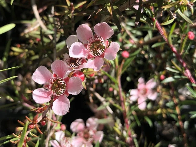 Shrubs Leptospermum Pink Cascade 3 Shrubs Leptospermum Pink Cascade