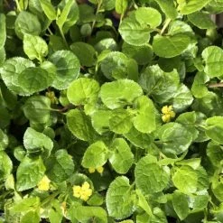 Shrubs Goodenia Ovata Edna Walling