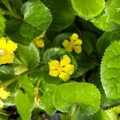 Shrubs Goodenia Ovata Edna Walling