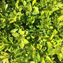 Hedge Full Sun Ficus Emerald