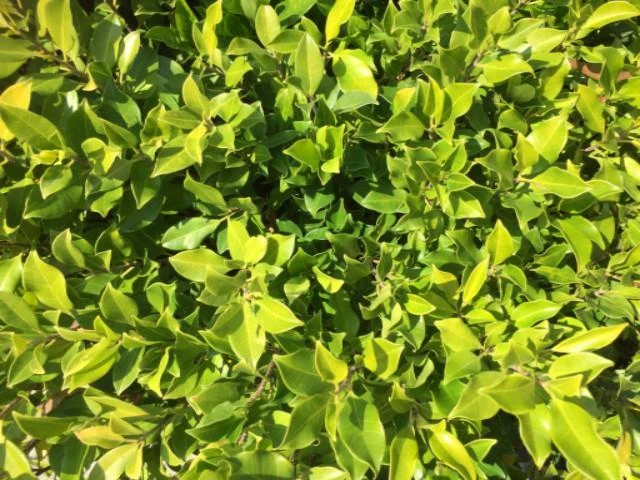 Hedge Full Sun Ficus Emerald 4 Hedge Full Sun Ficus Emerald