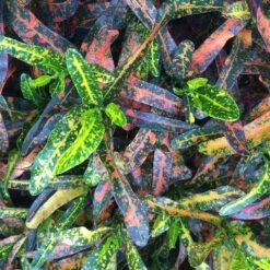 Shrubs Croton Bush On Fire