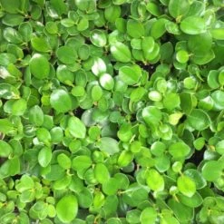 Hedge Ficus Microcarpa Green Island