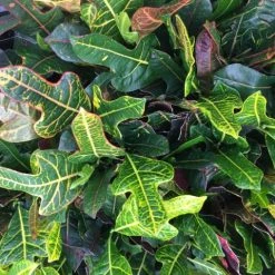 Shrubs Croton Excellent Border Plants 9 Shrubs Croton Excellent Border Plants