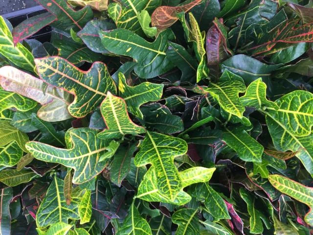 Shrubs Croton Excellent Border Plants 5 Shrubs Croton Excellent Border Plants