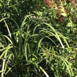 Shrubs Native Mixed Pack